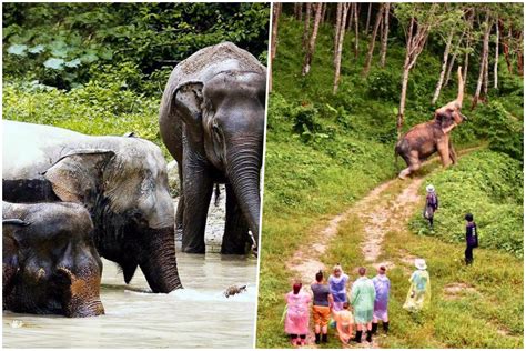 Meet And Greet Elephants In These Sanctuaries In Thailand Kkday Blog