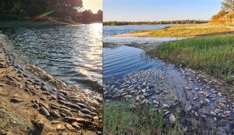 Centenas De Peixes Mortos Na Barragem De Magos