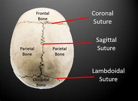 The Skull Anatomy Scientist Cindy