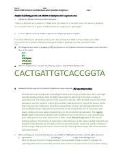 DNA Structure And Replication Question Assignment Std Copy 2 Docx