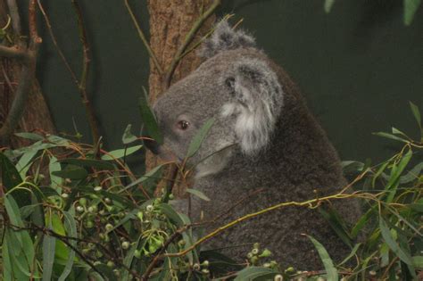 Koala at Taronga Zoo, Sydney, Australia Sydney Australia, Koala Bear ...