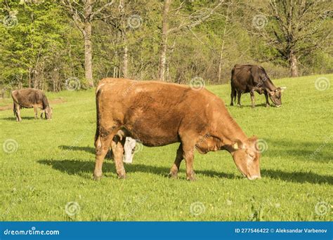 Cows Grazing On Green Meadow Stock Photo Image Of Meadow Dairy