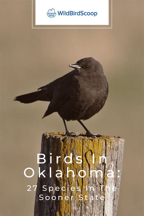 Birds In Oklahoma: 27 Species In The Sooner State