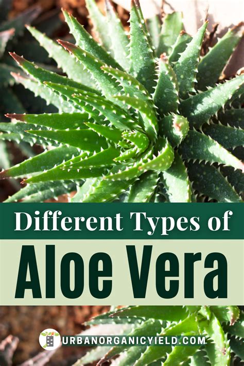 30 Different Types Of Aloe Plants With Pictures Artofit