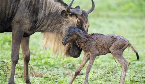 Ngorongoro Guide Map Faq And More