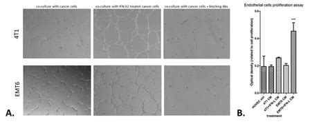 A Angiogenesis Assay In Vitro 3d Tubule Formation Assay Showing Download Scientific Diagram