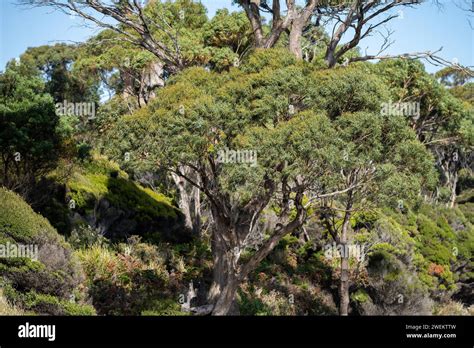 Ancient Red Gum Eucalyptus Tree Growing On A River Bank On A