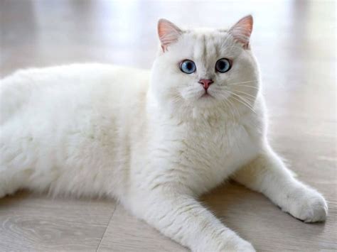 British Shorthair Beyaz Kedilerin Zellikleri Kedibilgi