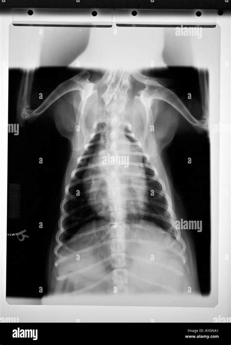How Much Is A Dog Chest X Ray