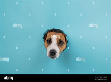 Funny Dog Muzzle From A Hole In A Paper Blue Background Stock Photo Alamy