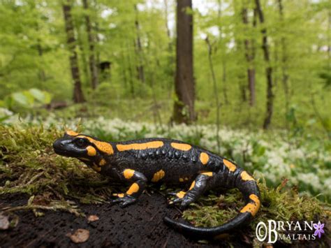 Fire Salamander In Forest Wildernessshots Photography