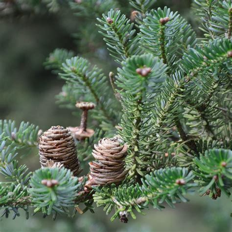 Abies Nordmanniana Solitérní Stromy Sro