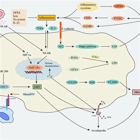 Pdf Ferroptosis And Emt Key Targets For Combating Cancer Progression