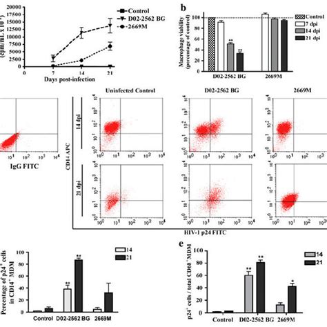 Viral Replication Of HIV 1 Clade B And C Isolates In Human MDM