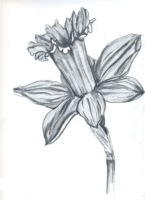 Daffodil Pencil Drawing Anything And Everything Pinterest Daffodils