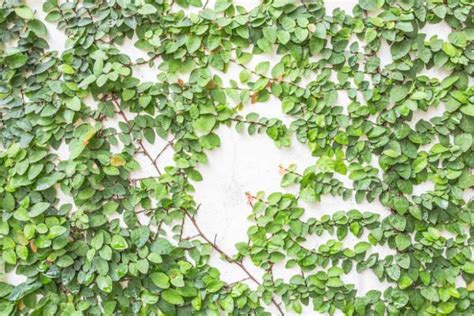 Ficus Pumila Creeping Fig