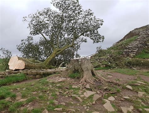 Hunt For The Sycamore Gap Vandals As 300 Year Old World Famous Tree Is