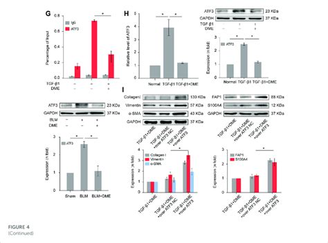 Continued Mrna And Protein Levels I The Rescue Experiment Of