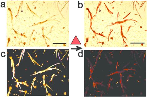 A Optical Micrograph Of Dropcast Thin Deposits Of 1 In A Selected