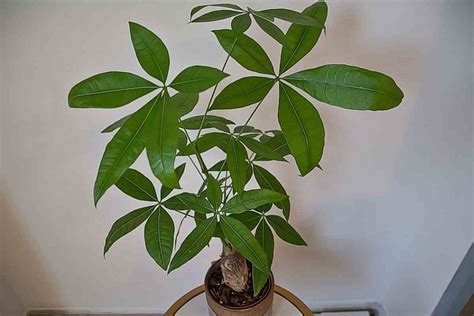 Pachira Aquatica The Japanese Money Tree Guide Yougojapan