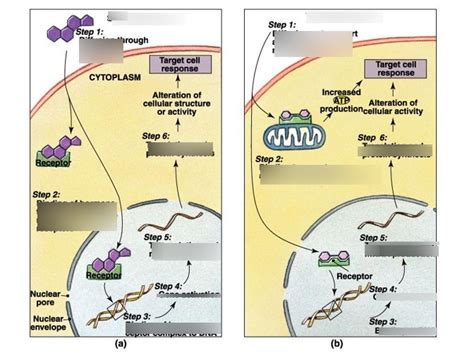 Diagram Of Signal Transduction Quizlet