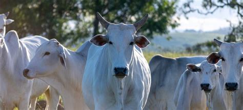 Coleta de sêmen bovino técnicas e benefícios para a pecuária