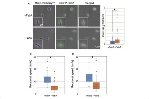 Localization And Motion Of Mreb And Rodz In Cells Depleted Of Faba Or