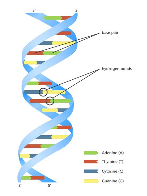 Our favourite illustration to explain the structure of the DNA double ...