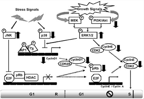 Schematic Representation Of The Effect Of Apigenin On Mapk And Akt Pkb