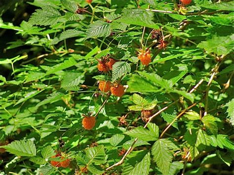 Sustainable Living Project Edible Plants Of The Pacific Northwest Coast