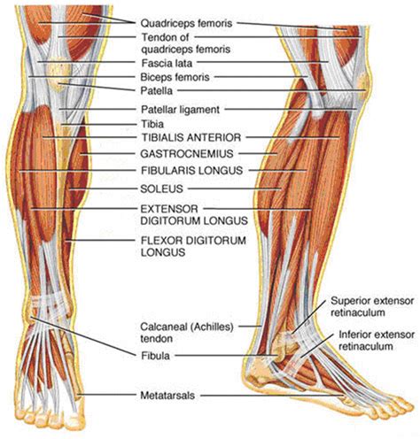 New Page Leg Muscles Anatomy Leg Tendons Human Anatomy