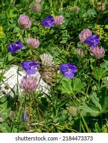 Bellflower On Rocks Images Stock Photos Vectors Shutterstock