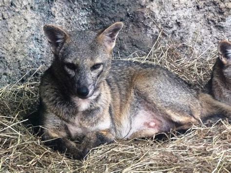 45 Animais Incríveis Da Mata Atlântica Características E Fotos