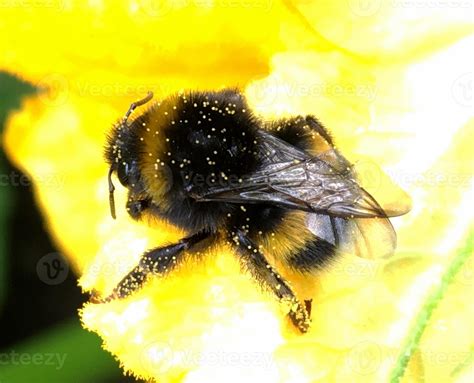 Abeja Alada Vuela Lentamente A La Planta Recolecta N Ctar Para Miel