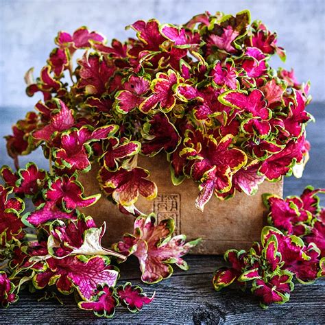 Colocha Rose Coleus Seeds Baker Creek Heirloom Seeds