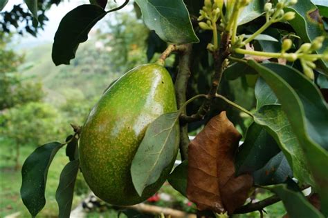 Aguacate criollo nueva mina de oro en Michoacán Revista InfoAgro México