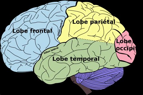 Illustration de l encéphale avec les différents lobes du cerveau en vue