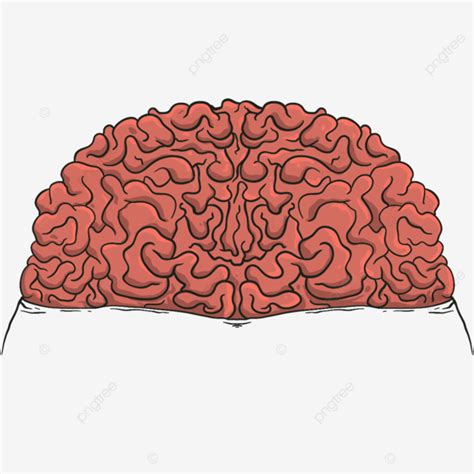 Human Brain Cartoon Clipart, Human Brain, Brain Cartoon, Brain Anatomy PNG Transparent Clipart ...