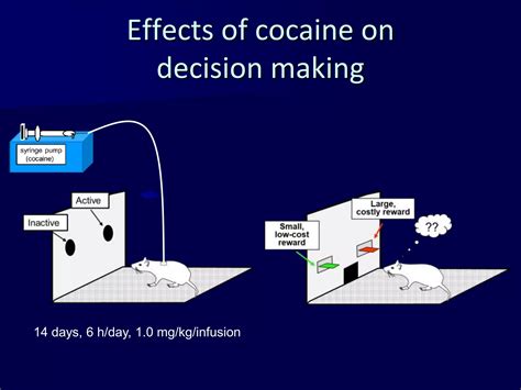 Sex Drugs And Bad Choices Modeling Human Decision Making In Rats Ppt
