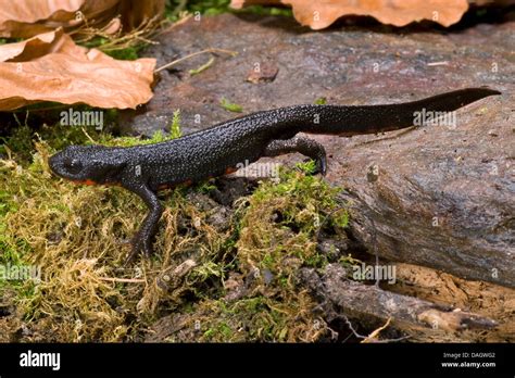 Japanese Firebelly Newt Japanese Fire Bellied Newt Cynops