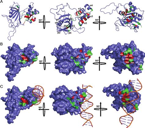 Mapping Of The Yy Binding Site In Fkbp The Mapped Yy Binding Site