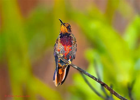 The 10 Most Beautiful and Must-see Birds of The Amazon Rainforest Jungle - inspirich