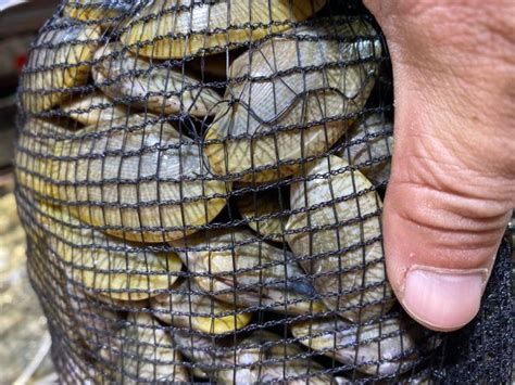 Coquilles Batik Paratapes undulatus À vendre Paradis des fruits de mer