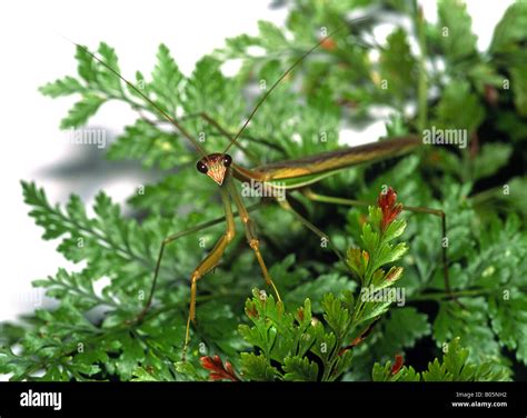 Praying Mantis Stock Photo - Alamy