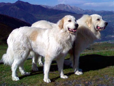 Son Grandes Pirineos Faciles De Entrenar