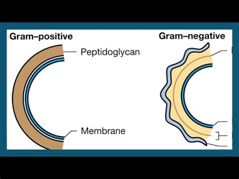 Differenza Tra Batteri Gram Positivi E Batteri Gram Negativi Scienza