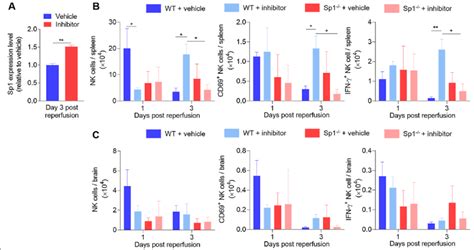 Mir Negatively Regulates Nk Cell Function In The Spleen By