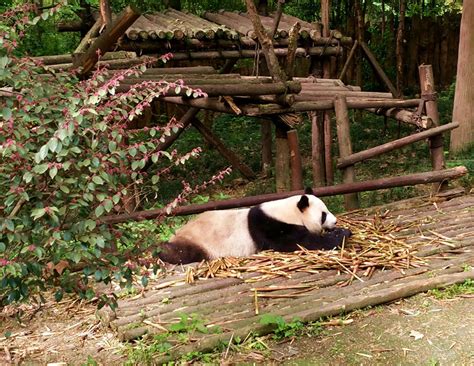 Chengdu Panda Base Travel Guide