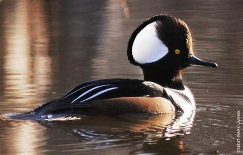 Hooded Merganser Ducks | BackYard Chickens - Learn How to Raise Chickens