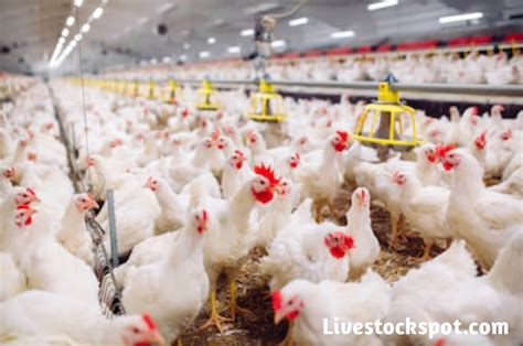 Tips To Make Money From Poultry Farming In Nigeria Livestockspot